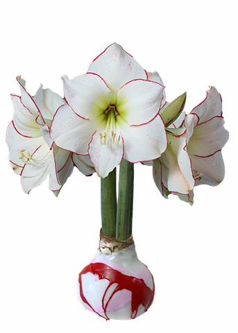 Wax Dipped Amaryllis Bulb