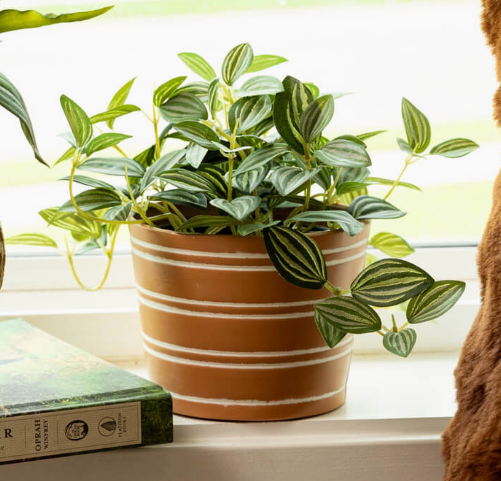 Faux Potted Fittonia Plant