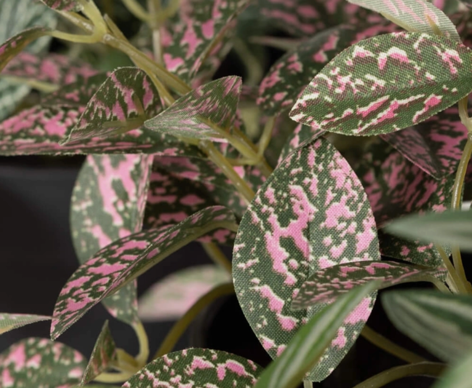 Faux Potted Fittonia Plant