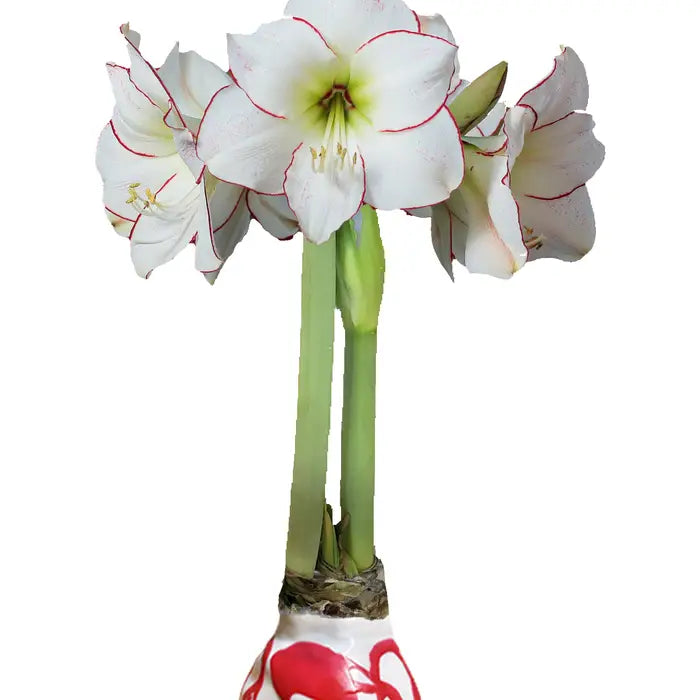 Wax Dipped Amaryllis Bulb