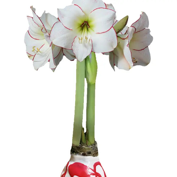 Wax Dipped Amaryllis Bulb